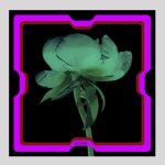 ELISHA ABARGEL PRINTED SCARF