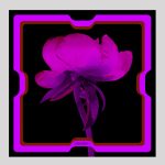 ELISHA ABARGEL PRINTED SCARF